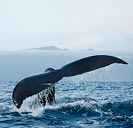 Whale Watch