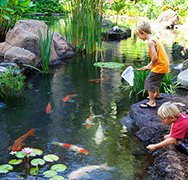 Koi Fish Feeding Frenzy